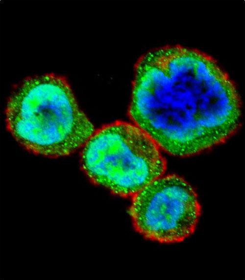 Confocal immunofluorescent analysis of RB1 Antibody (S608)(Cat#AP6265e) with MDA-MB435 cell followed by Alexa Fluor 488-conjugated goat anti-rabbit lgG (green).Actin filaments have been labeled with Alexa Fluor 555 phalloidin (red).DAPI was used to stain the cell nuclear (blue).