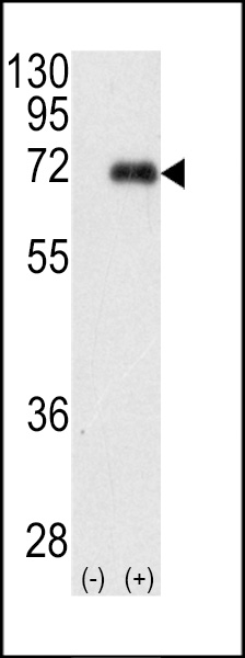WB - PKC iota Antibody (N-term) AP7022a