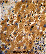 IHC-P - CASP9 Antibody (S196) AP7974a