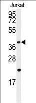 WB - CASP9 Antibody (S196) AP7974a