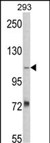 Western blot analysis of AASS Antibody (Center) (Cat. #AP2779c) in 293 cell line lysates (35ug/lane). AASS (arrow) was detected using the purified Pab.