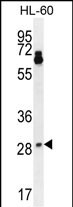 NTF3 Antibody (Center) (Cat.#AP7763c) western blot analysis in HL-60 cell line lysates (35ug/lane).This demonstrates the NTF3 antibody detected the NTF3 protein (arrow).