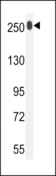 WB - LTBP1 Antibody (C-term) AP7780B
