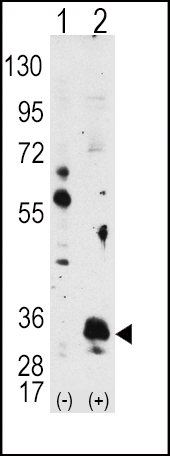 Western blot analysis of PIM1 (arrow) using PIM1 Antibody (Cat.#AP7932d). 293 cell lysates (2 ug/lane) either nontransfected (Lane 1) or transiently transfected with the PIM1 gene (Lane 2) (Origene Technologies).