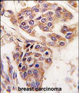 IHC-P - WDYHV1 Antibody (Center) AP2809c