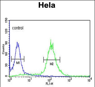 FC - RFC5 Antibody (Center R185) AP2812c