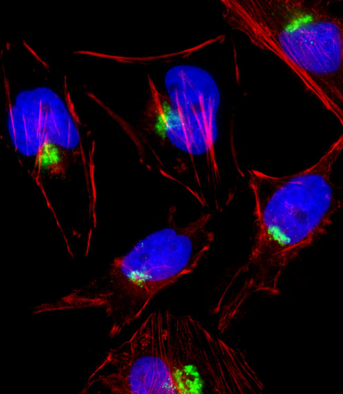 Fluorescent image of Hela cell stained with PTGS1 Antibody (C-term)(Cat#AP2827b).Hela cells were fixed with 4% PFA (20 min), permeabilized with Triton X-100 (0.1%, 10 min), then incubated with PTGS1 primary antibody (1:25, 1 h at 37?). For secondary antibody, Alexa Fluor� 488 conjugated donkey anti-rabbit antibody (green) was used (1:400, 50 min at 37?).Cytoplasmic actin was counterstained with Alexa Fluor� 555 (red) conjugated Phalloidin (7units/ml, 1 h at 37?).PTGS1 immunoreactivity is localized to Golgi significantly.