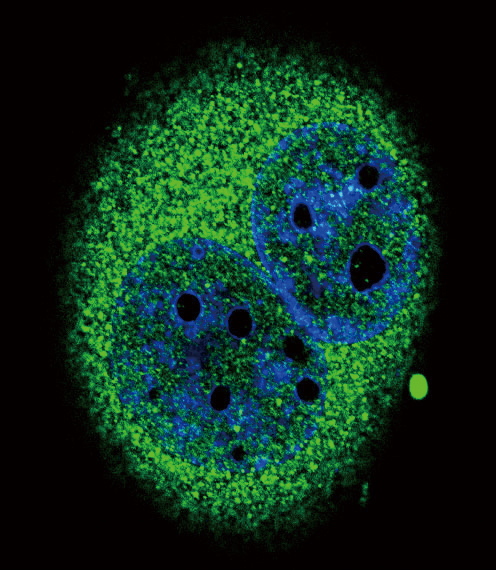 Confocal immunofluorescent analysis of IRF5 Antibody (N-term) (Cat. #AP2828a) with A549 cell followed by Alexa Fluor??489-conjugated goat anti-rabbit lgG (green). DAPI was used to stain the cell nuclear (blue).