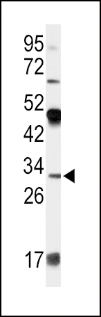 Western blot analysis of APOD Antibody (N-term) (Cat. #AP7423a) in 293 cell line lysates (35ug/lane).APOD (arrow) was detected using the purified Pab.