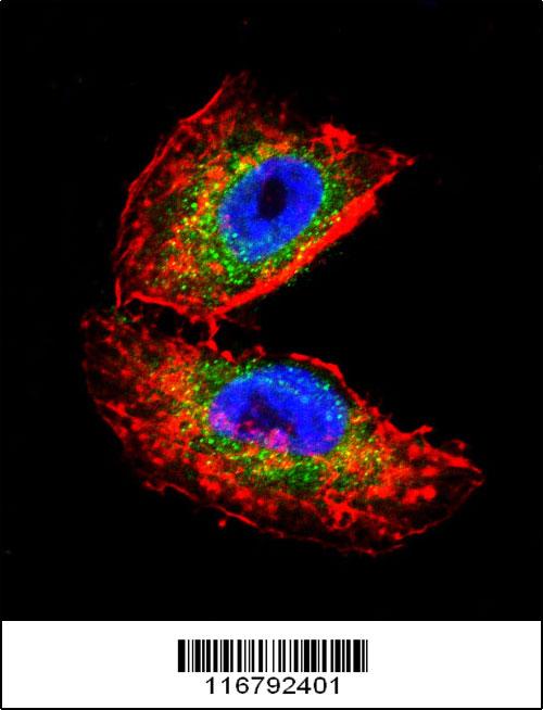 Confocal immunofluorescent analysis of ACHE Antibody (N-term)(Cat#AP7853a) with NCI-H460 cell followed by Alexa Fluor 488-conjugated goat anti-rabbit lgG (green).Actin filaments have been labeled with Alexa Fluor 555 phalloidin (red).DAPI was used to stain the cell nuclear (blue).