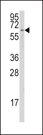 Western blot analysis of anti-CYP1A1 Antibody (C-term) (Cat.#AP7993b) in K562 cell line lysates (35ug/lane). CYP1A1(arrow) was detected using the purified Pab.