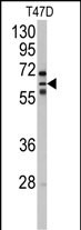 Western blot analysis of anti-CYP2C8 Antibody (N-term) (Cat.#AP7995a) in T47D cell line lysates (35ug/lane). CYP2C8(arrow) was detected using the purified Pab.