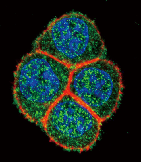 Confocal immunofluorescent analysis of HNF4A Antibody (Center)(Cat#AP2778c) with Hela cell followed by Alexa Fluor 488-conjugated goat anti-rabbit lgG (green). Actin filaments have been labeled with Alexa Fluor 555 phalloidin (red).DAPI was used to stain the cell nuclear (blue).