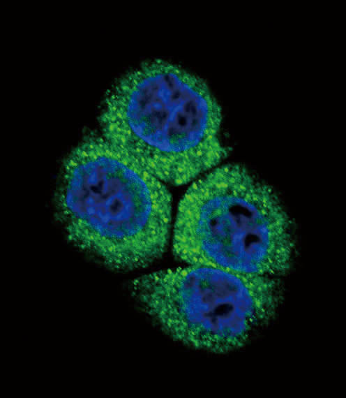 Confocal immunofluorescent analysis of APEX1 Antibody (N-term)(Cat#AP2849a) with hela cell followed by Alexa Fluor 488-conjugated goat anti-rabbit lgG (green). DAPI was used to stain the cell nuclear (blue).