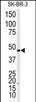 Western blot analysis of anti-ADRB2 Antibody (T384) (Cat.#AP7263f) in SK-BR-3 cell line lysates (35ug/lane). ADRB2 (arrow) was detected using the purified Pab.