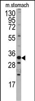 WB - Mouse Hmx3 Antibody (C-term) AP7424b