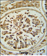 IHC-P - OPLAH Antibody (N-term) AP7475a