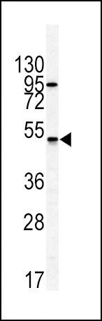 WB - GIPR Antibody (N-term) AP7495A