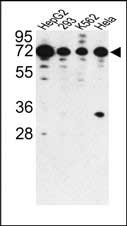 WB - PHACTR2 Antibody (N-term) AP7618a