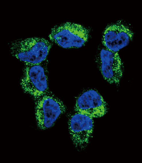 Confocal immunofluorescent analysis of BDNF Antibody (C-term)(Cat#AP7979b) with NCI-H460 cell followed by Alexa Fluor 488-conjugated goat anti-rabbit lgG (green).DAPI was used to stain the cell nuclear (blue).