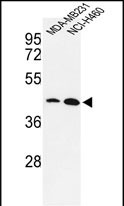 WB - KLF4 Antibody  AP2725F
