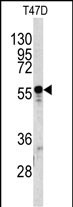 Western blot analysis of A1BG antibody (C-term) (Cat.#AP7322b) in T47D cell line lysates (35ug/lane). A1BG (arrow) was detected using the purified Pab.
