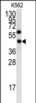 WB - LYAR Antibody (N-term) AP7328a