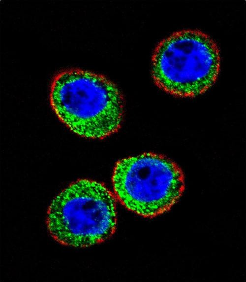 Confocal immunofluorescent analysis of MME Antibody (Center)(Cat#AP7329c) with WiDr cell followed by Alexa Fluor 488-conjugated goat anti-rabbit lgG (green).Actin filaments have been labeled with Alexa Fluor 555 phalloidin (red).DAPI was used to stain the cell nuclear (blue).