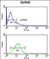 FC - MYO1A Antibody (Center S291) AP7343c