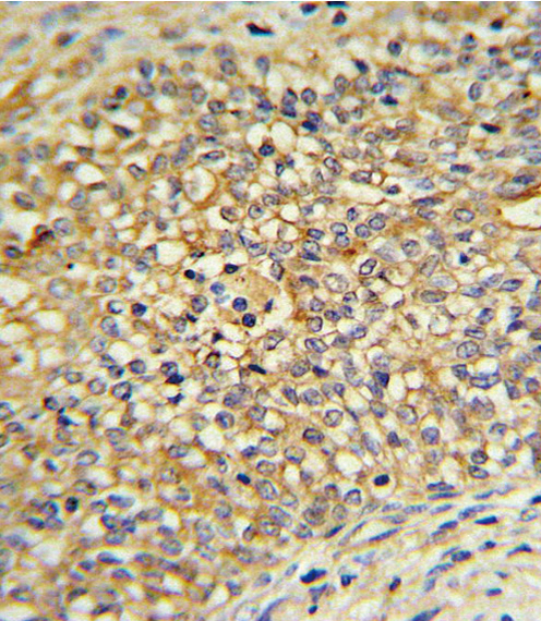 IHC-P - UDB17 Antibody (Center) AP6505c