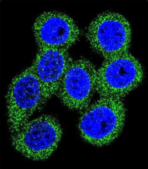 Confocal immunofluorescent analysis of ABCG1 Antibody (N-term)(Cat#AP6529a) with 293 cell followed by Alexa Fluor 488-conjugated goat anti-rabbit lgG (green). DAPI was used to stain the cell nuclear (blue).