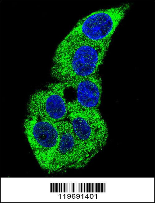 Confocal immunofluorescent analysis of ACTG1 Antibody (Center)(Cat#AP6532c) with HepG2 cell followed by Alexa Fluor 488-conjugated goat anti-rabbit lgG (green). DAPI was used to stain the cell nuclear (blue).