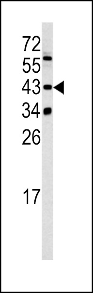 Western blot analysis of SETD8 antibody (Center) (Cat. #AP6557c) in 293 cell line lysates (35ug/lane). SETD8 (arrow) was detected using the purified Pab.