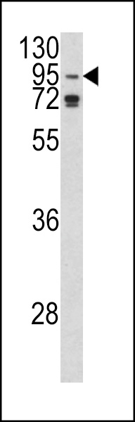 Western blot analysis of AGO1 Antibody (N-term) (Cat. #AP6558a) in K562 cell line lysates (35ug/lane). AGO1 (arrow) was detected using the purified Pab.