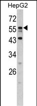 Western blot analysis of DONSON antibody (N-term) (Cat. #AP6567a) in HepG2 cell line lysates (35ug/lane). DONSON (arrow) was detected using the purified Pab.