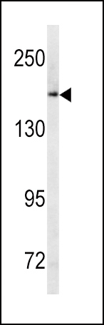 Western blot analysis of ABCC1 antibody (C-term) (Cat. #AP6596b) in Ramos cell line lysates (35ug/lane). ABCC1 (arrow) was detected using the purified Pab.