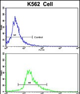FC - CCRN4L Antibody (C-term) AP6611B
