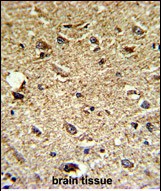 IHC-P - CCRN4L Antibody (C-term) AP6611B