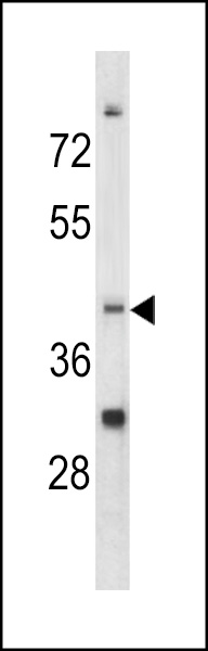 Western blot analysis of CCRN4L antibody (C-term) (Cat. #AP6611b) in K562 cell line lysates (35ug/lane). CCRN4L (arrow) was detected using the purified Pab.