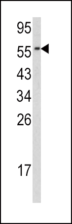 Western blot analysis of CDC23 antibody (N-term) (Cat. #AP6613a) in HL60 cell line lysates(35ug/lane). CDC23 (arrow) was detected using the purified Pab.