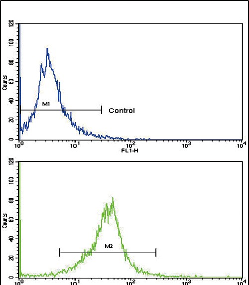 FC - CACNG5 Antibody (C-term) AP6630b