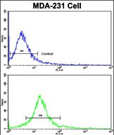 FC - DOM3Z Antibody (N-term Y88) AP6635a