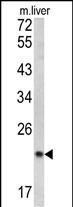 Western blot analysis of SPCS3 antibody (C-term) (Cat. #AP6676b) in mouse liver tissue lysates (35ug/lane). SPCS3 (arrow) was detected using the purified Pab.