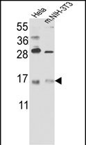 Western blot analysis of RBM3 Antibody (C-term) (Cat. 3AP7397b) in Hela cell line lysates and mouse NIH-3T3 tissues lysates(35ug/lane). RBM3 (arrow) was detected using the purified Pab.