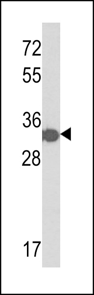 Western blot analysis of His Tag Antibody (Cat. #AP1047a) in his-tag TBB1 protein (35ug/lane). His-tag TBB1 (arrow) was detected using the purified Pab.