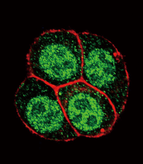 Confocal immunofluorescent analysis of Phospho-SMAD2-S118 Antibody(Cat#AP3654a) with Hela cell followed by Alexa Fluor 488-conjugated goat anti-rabbit lgG (green). Actin filaments have been labeled with Alexa Fluor 555 phalloidin (red).