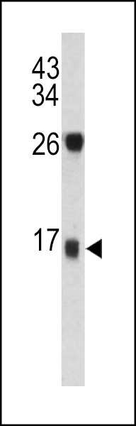 Western blot analysis of DCD antibody (C-term) (Cat. #AP6718b) in T47D cell line lysates (35ug/lane). DCD (arrow) was detected using the purified Pab.
