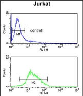 FC - ZBTB2 Antibody (C-term) AP6747b