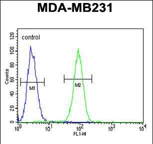 FC - Fascin-3 Antibody (N-term) AP6757c