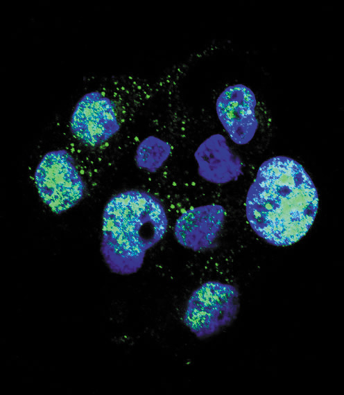 Confocal immunofluorescent analysis of Phospho-eNos-S1177 Antibody (Cat#AP3665a) with HepG2 cell followed by Alexa Fluor 488-conjugated goat anti-rabbit lgG (green).DAPI was used to stain the cell nuclear (blue).